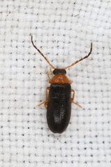 Conopalpus testaceus