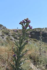 Onopordum acanthium
