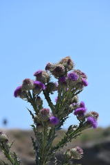 Onopordum acanthium