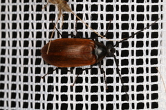 Pseudocistela ceramboides