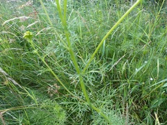 Jacobaea adonidifolia
