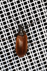 Pseudocistela ceramboides