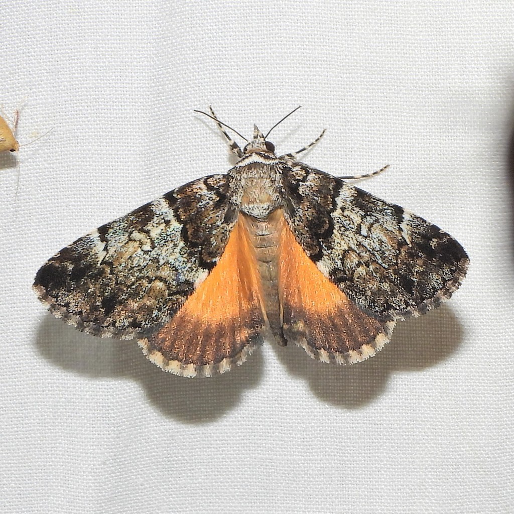 False Underwing from Frederick County, MD, USA on June 30, 2021 at 01: ...