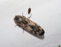 Pherhimius fascicularis