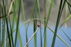 Trithemis annulata