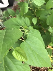Magnoliopsida