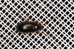 Gonodera luperus