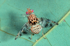 Ceratitis millicentae