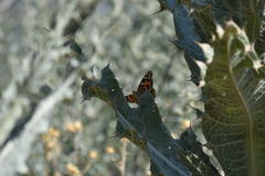 Vanessa cardui