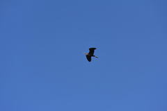 Ardea purpurea