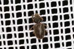 Heterocerus fenestratus