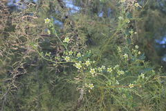 Bryonia cretica