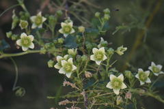 Bryonia cretica