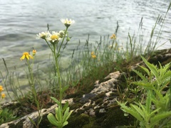 Erigeron philadelphicus provancheri