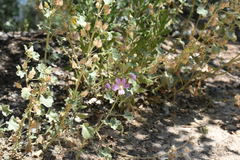 Malva