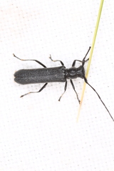 Stenostola ferrea