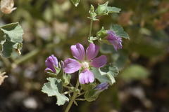Malva