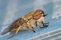 Tabanus bromius