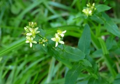 Hypericum mitchellianum