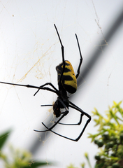 Trichonephila turneri