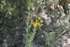 Jacobaea vulgaris