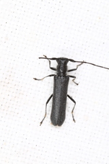 Stenostola ferrea