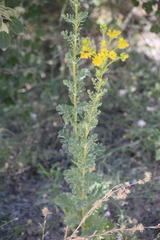 Jacobaea vulgaris