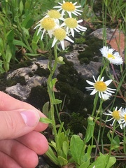 Erigeron philadelphicus provancheri