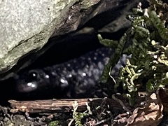 Plethodon glutinosus