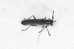 Stenostola ferrea