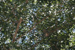 Serinus serinus
