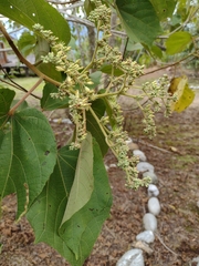 Heliocarpus americanus