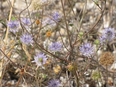 Jasione heldreichii
