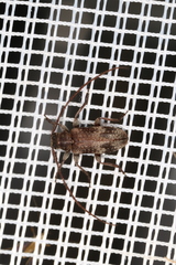 Exocentrus adspersus