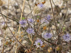 Jasione heldreichii