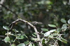 Orthetrum cancellatum