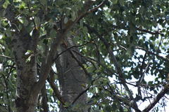 Parus major