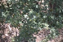 Crataegus monogyna