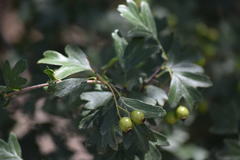 Crataegus monogyna