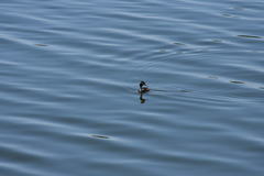 Podiceps cristatus