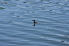Podiceps cristatus