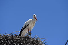Ciconia ciconia