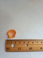 Flexopecten glaber ponticus