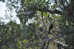 Dicrurus adsimilis fugax