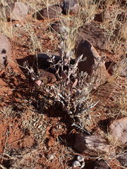 Leucosphaera bainesii