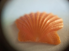 Flexopecten glaber ponticus