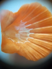 Flexopecten glaber ponticus