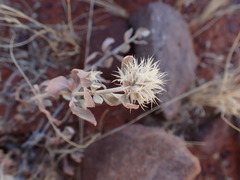 Leucosphaera bainesii