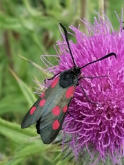 Zygaena trifolii
