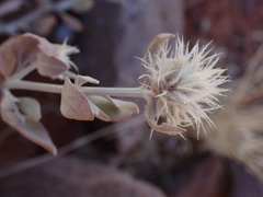 Leucosphaera bainesii
